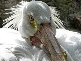 Американский белый пеликан