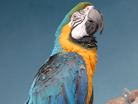 Фото Сине-желтый ара
