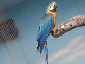 Фото Сине-желтый ара