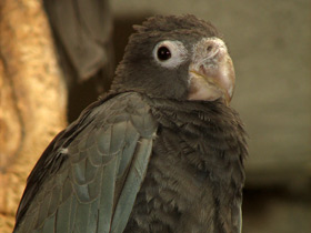 Фото Ваза: черный попугай с мальгашским именем