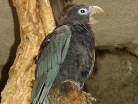 Фото Ваза: черный попугай с мальгашским именем