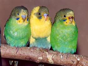 Фото Размножение птиц в неволе и в природе