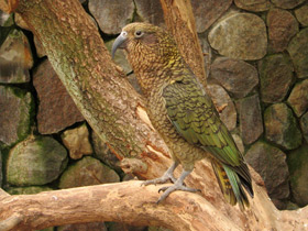 Фото Кеа: самый хищный попугай