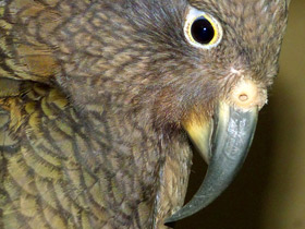 Фото Кеа: самый хищный попугай