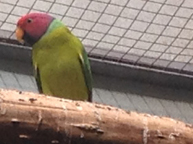 Фото Сливоголовый кольчатый попугай