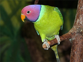 Фото Сливоголовый кольчатый попугай