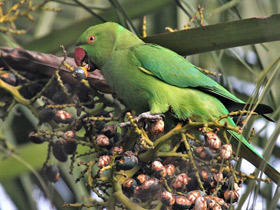 Фото Индийский ожереловый попугай