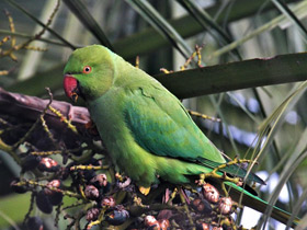 Фото Индийский ожереловый попугай