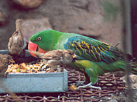 Фото Как птицы добывают себе пищу