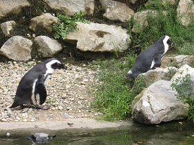 Фото Очковый пингвин