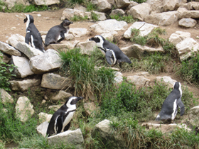 Фото Очковый пингвин