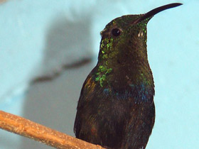Вилохвостый колибри