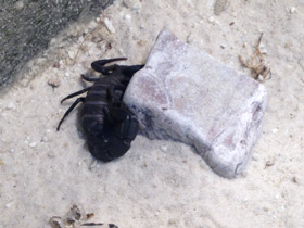 Фото Мавританский толстохвостый скорпион
