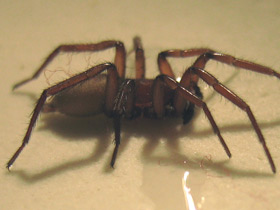 Фото Домовой паук