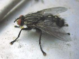 Фото Об одной особенности насекомых