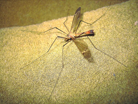 Комар и Муравей. Как муравьи используют других животных