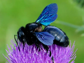 Фото Обыкновенная пчела-плотник