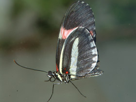 Бабочка-мельпомена