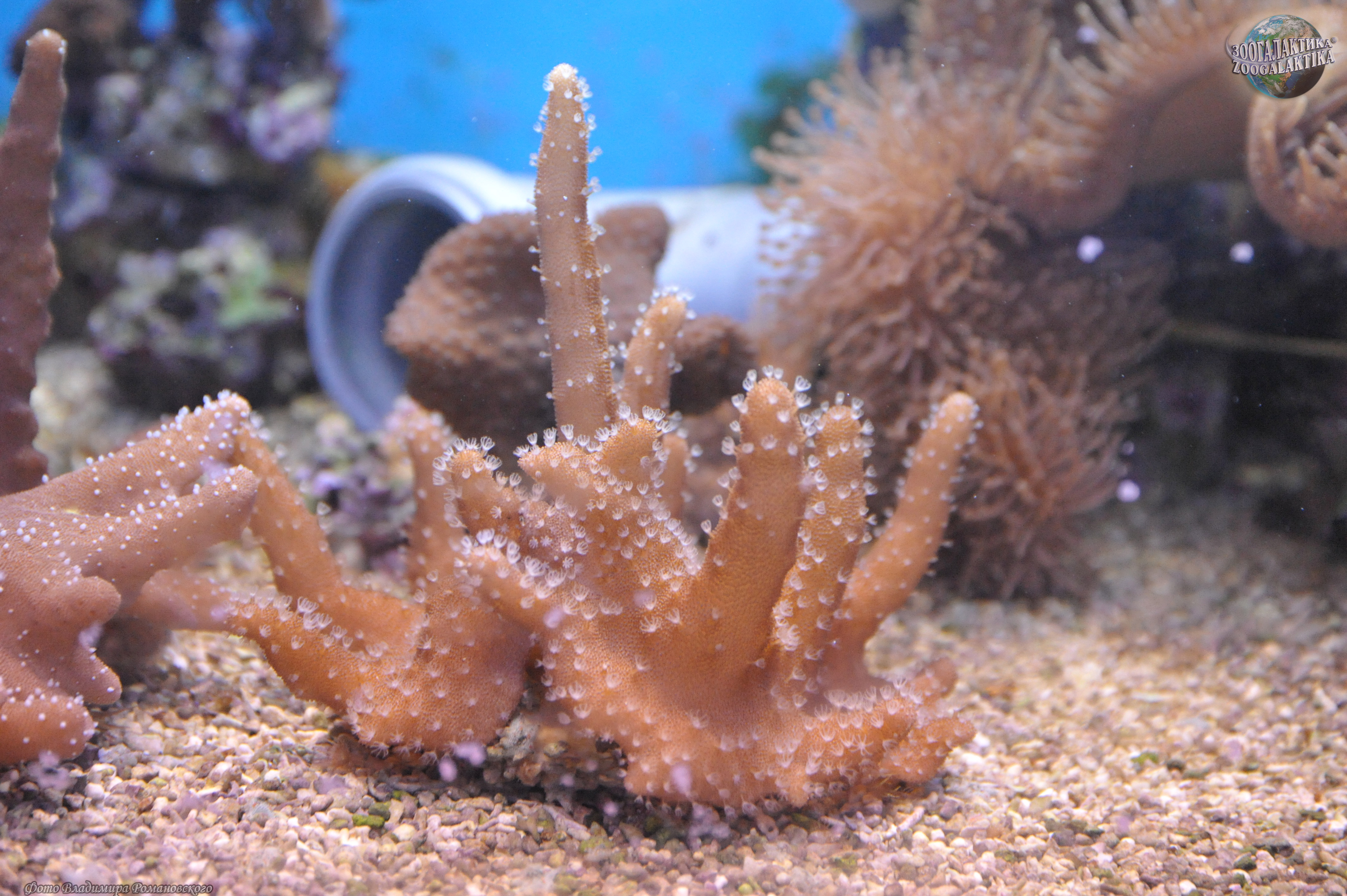 Лобофитум мягкий коралл