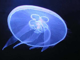 Фото Ушастая медуза