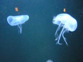 Фото Ушастая медуза