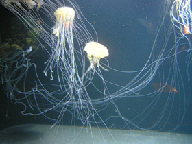 Компасная медуза