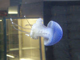 Фото Пятнистая австралийская медуза