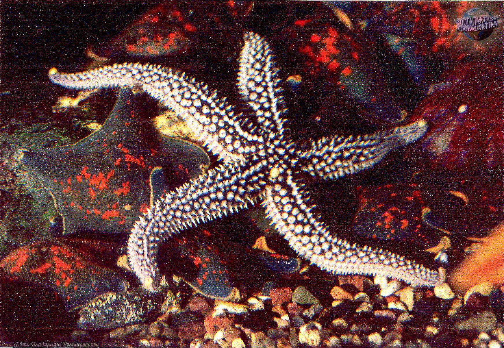 Амурская морская звезда (Asterias amurensis)