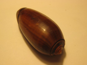 Фото Oliva vidua