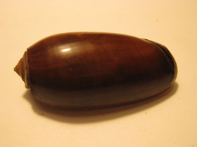 Фото Oliva vidua