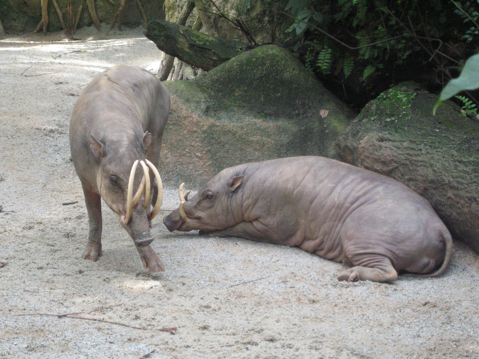 Бабируса - Свиньи | Некоммерческий учебно-познавательный интернет-портал  Зоогалактика