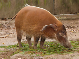 Фото Кистеухая речная свинья: апельсиновая хрюшка