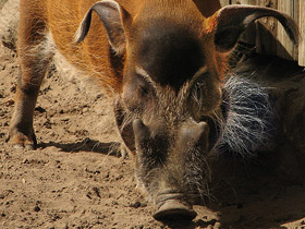 Фото Кистеухая речная свинья: апельсиновая хрюшка