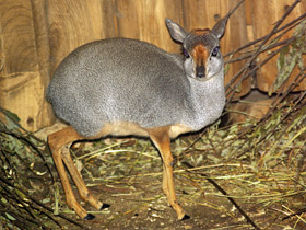 Фото Дикдик: антилопа ростом с зайца