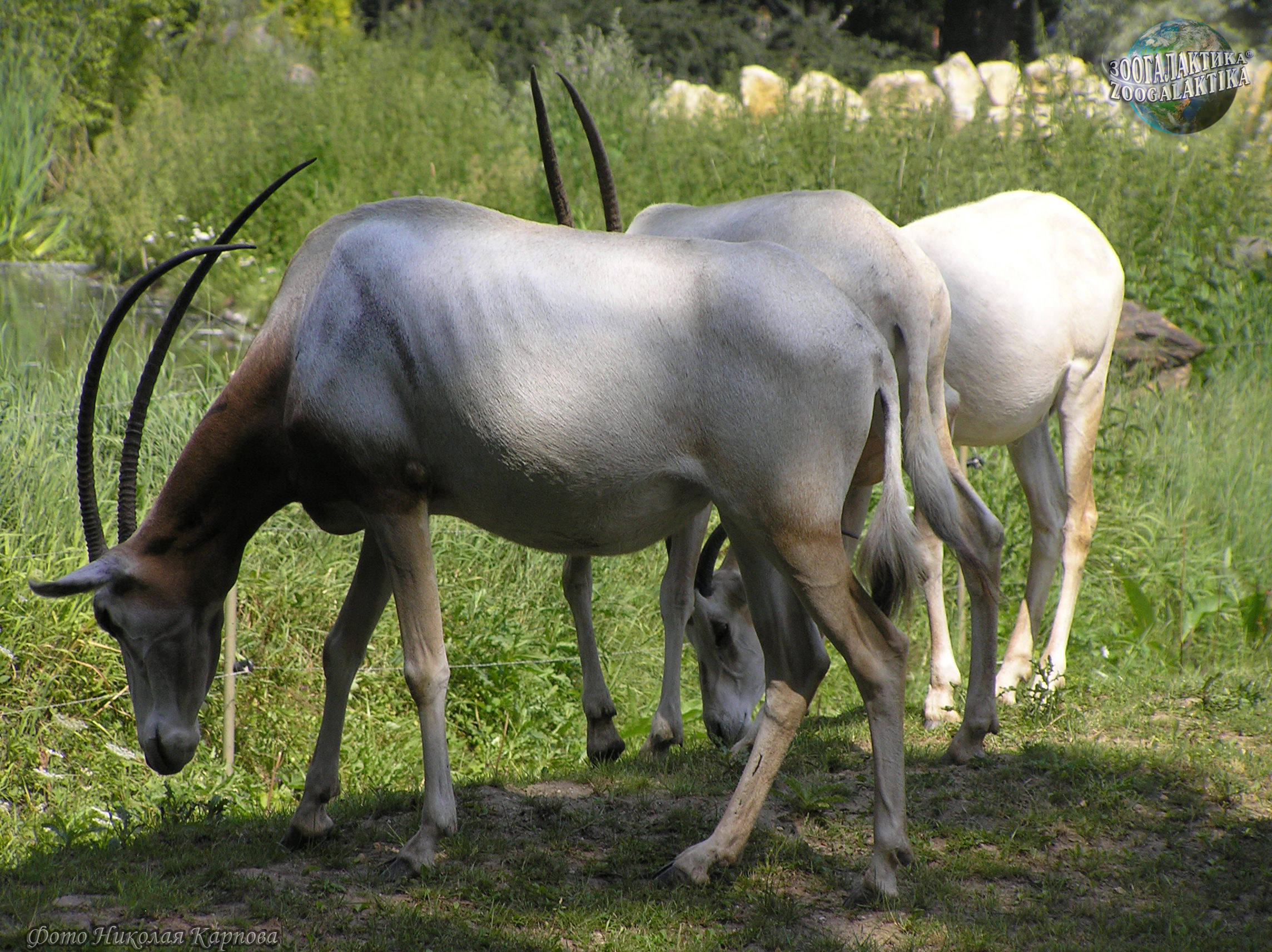 Саблерогая антилопа 6 букв. Саблерогая антилопа. Антилопа нильгау. Scimitar-Horned Oryx. Антилопа Орикс.