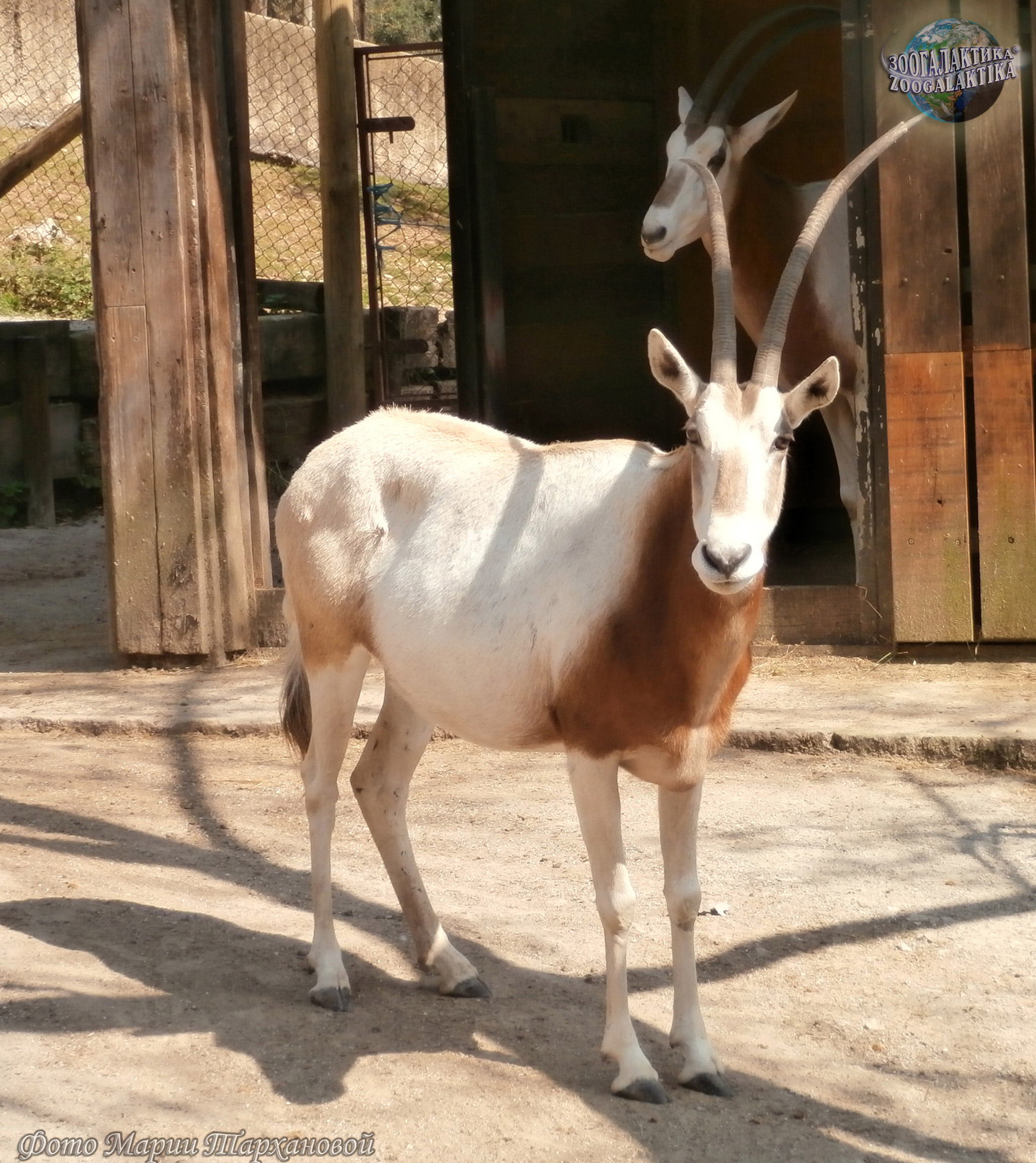 Саблерогая антилопа. Антилопа в Московском зоопарке. Саблерогий козел. Oryx dammah. Саблерогая антилопа из африки 5 букв