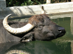 Фото Индийский буйвол
