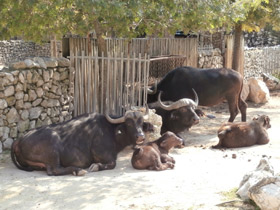 Фото Африканский буйвол