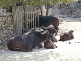 Фото Африканский буйвол