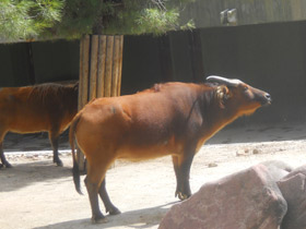 Фото Африканский карликовый буйвол