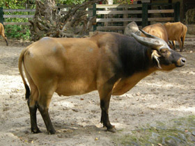 Фото Африканский карликовый буйвол