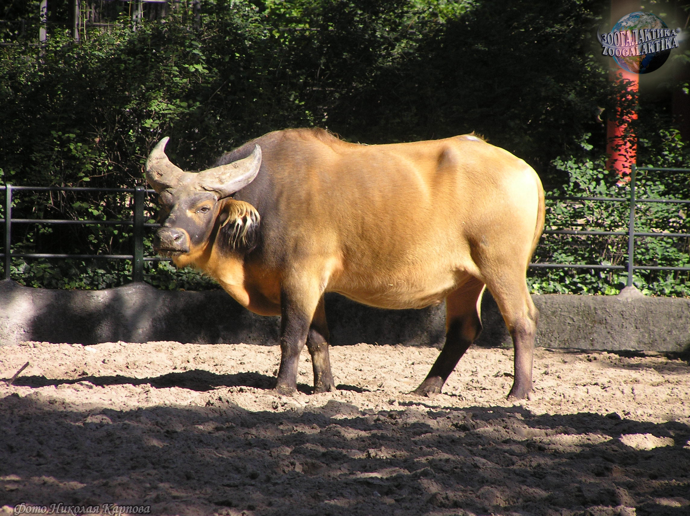 Кентус карликовый буйвол
