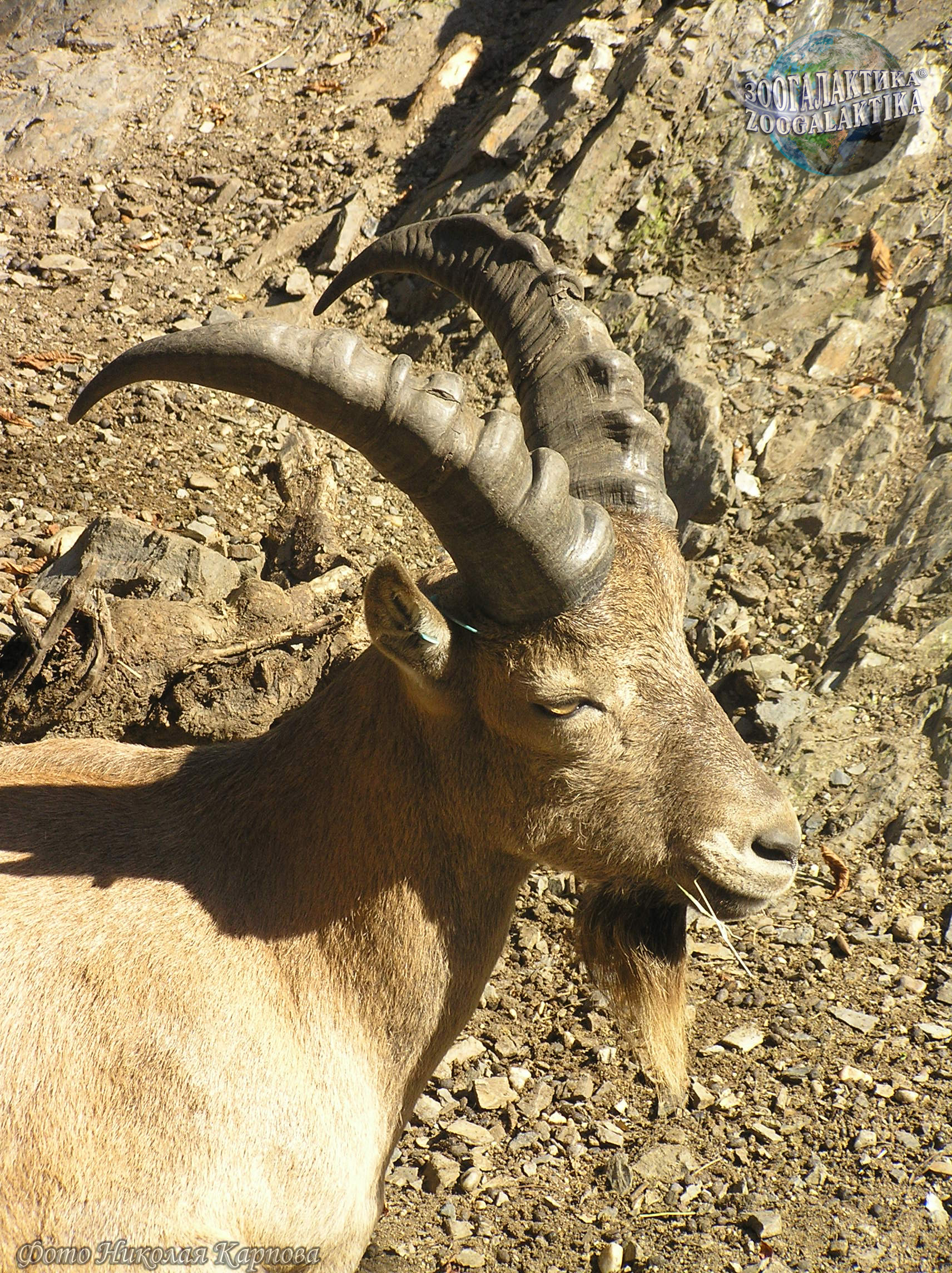 Западнокавказский тур - Горные козлы | Некоммерческий учебно-познавательный  интернет-портал Зоогалактика