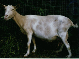 Домашняя коза