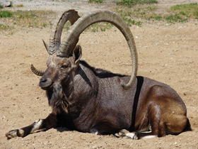 Фото Нубийский горный козел