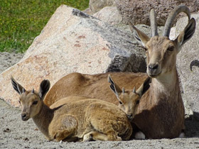 Фото Нубийский горный козел