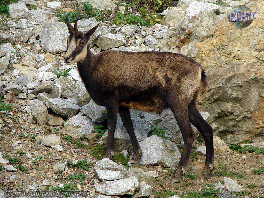Пиренейская серна - Козьи | Некоммерческий учебно-познавательный  интернет-портал Зоогалактика