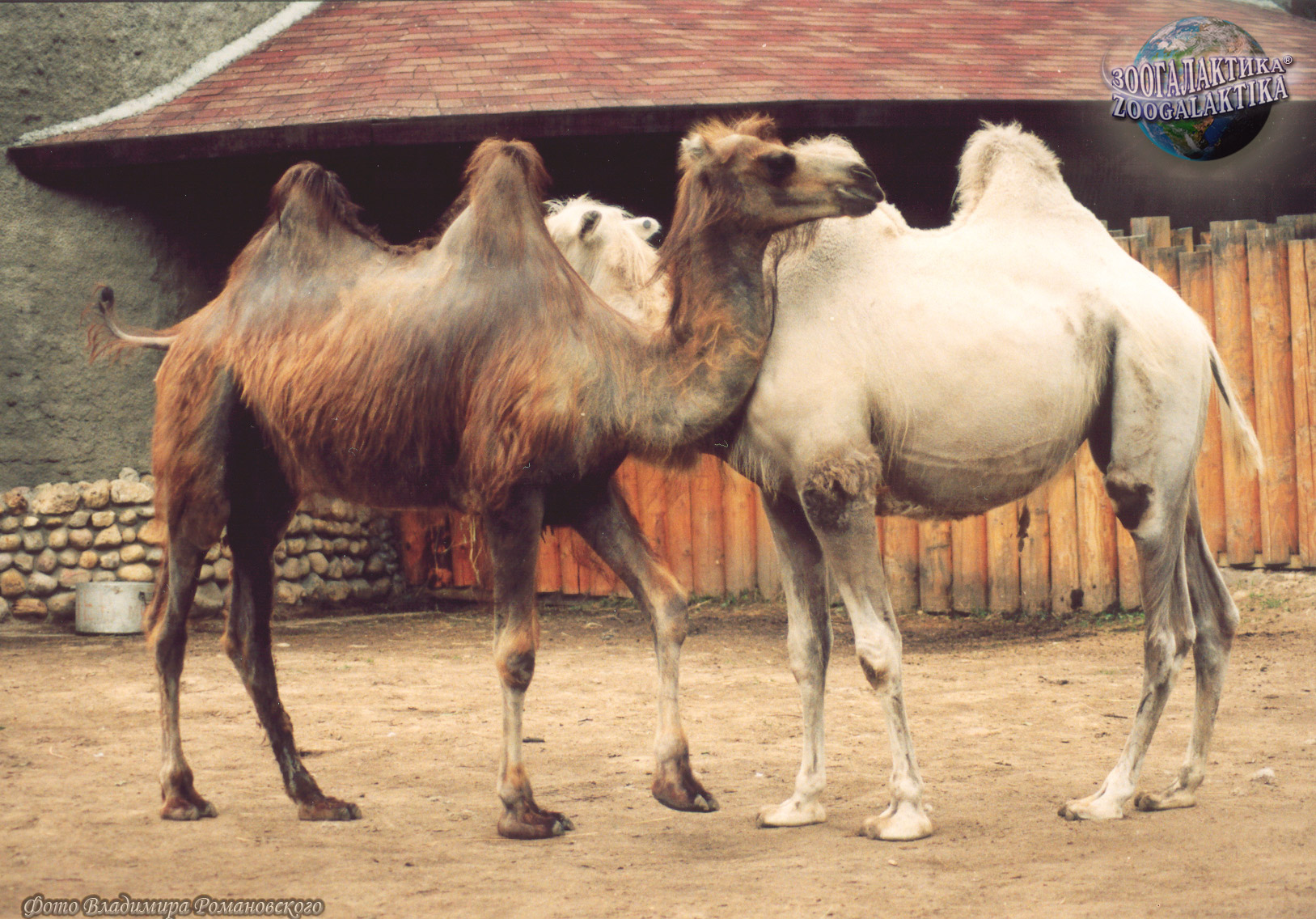 10 интересных фактов о верблюдах - Ребятам о зверятах | Некоммерческий  учебно-познавательный интернет-портал Зоогалактика