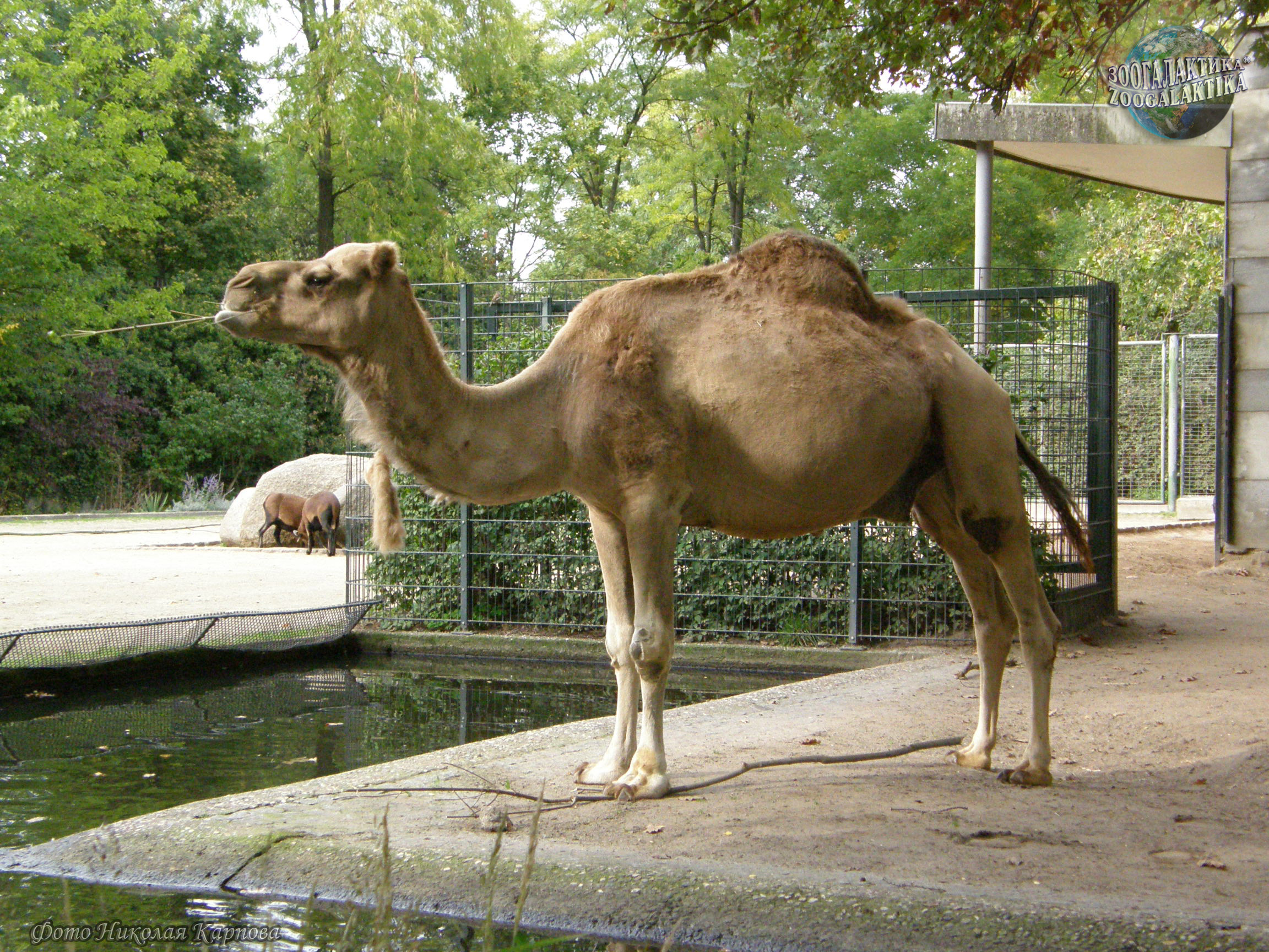 Одногорбый верблюд - Верблюды | Некоммерческий учебно-познавательный  интернет-портал Зоогалактика