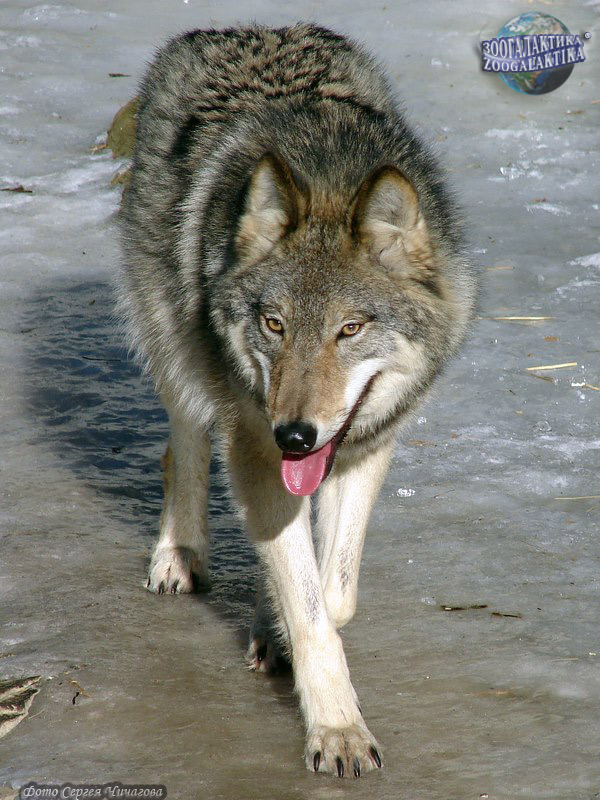 Среднерусские лесные и степные волки - Окружающий мир для любознательных |  Некоммерческий учебно-познавательный интернет-портал Зоогалактика